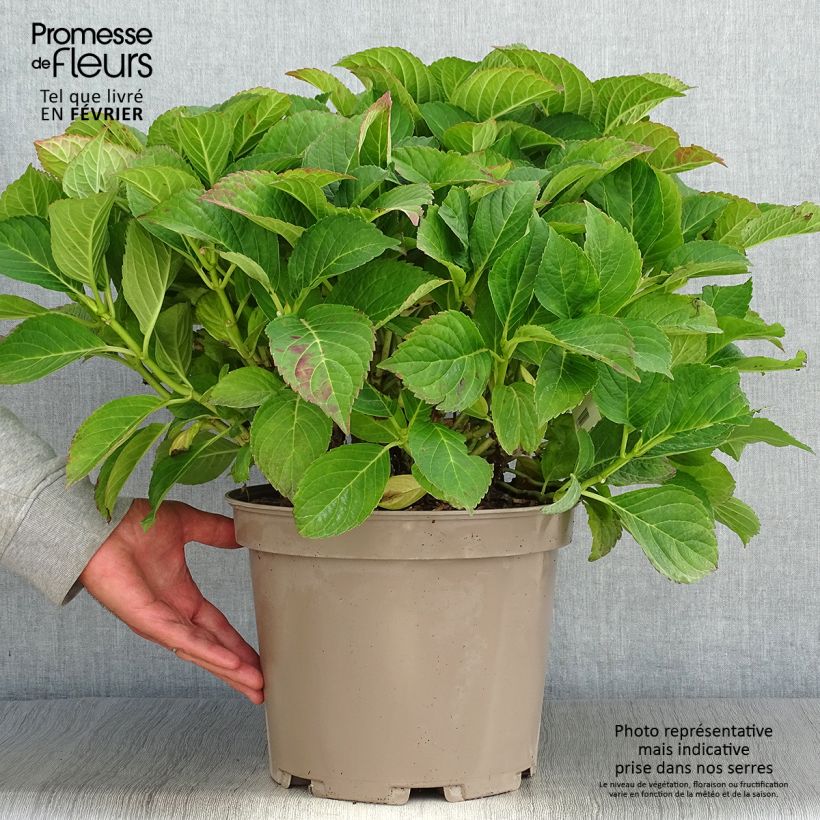 Exemplar von Hortensia macrophylla Eughen Hahn en pot de 7,5l/10l wie im Herbst geliefert