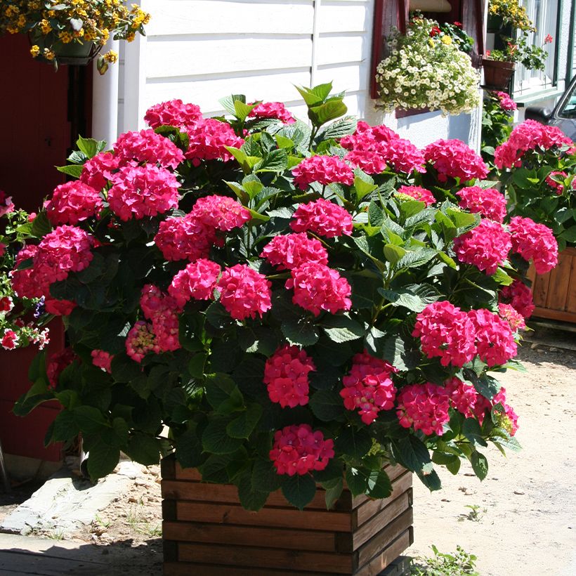 Hydrangea macrophylla King George V - Bauernhortensie (Hafen)