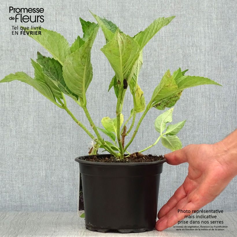 Exemplar von Hortensia macrophylla Mariesii Perfecta Pot de 2L/3L wie im Herbst geliefert