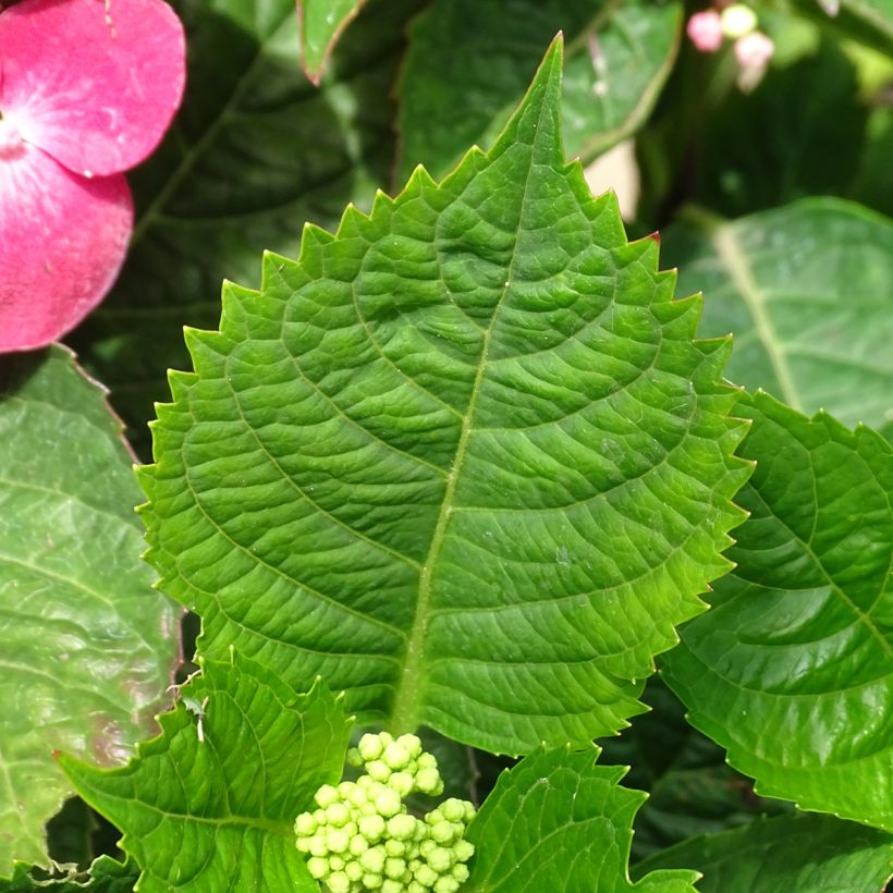 Hydrangea macrophylla Teller Red - Bauernhortensie (Laub)