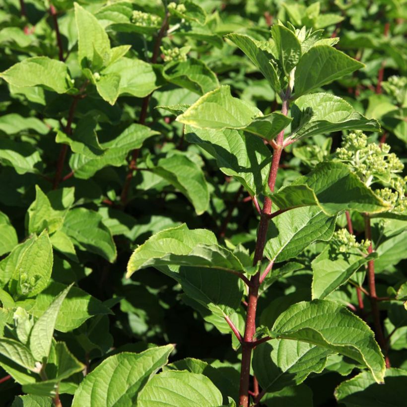 Rispenhortensie Polar Bear - Hydrangea paniculata (Laub)