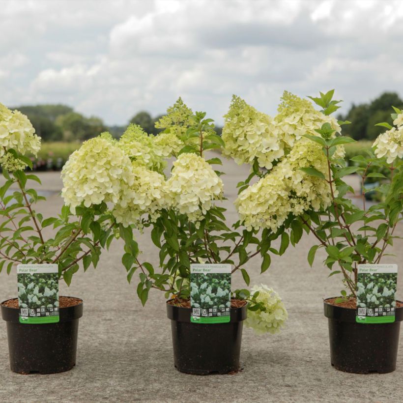 Rispenhortensie Polar Bear - Hydrangea paniculata (Hafen)