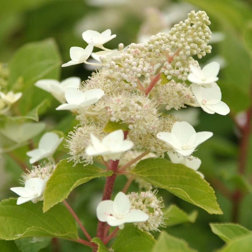 Rispenhortensie Tardiva - Hydrangea paniculata (Blüte)