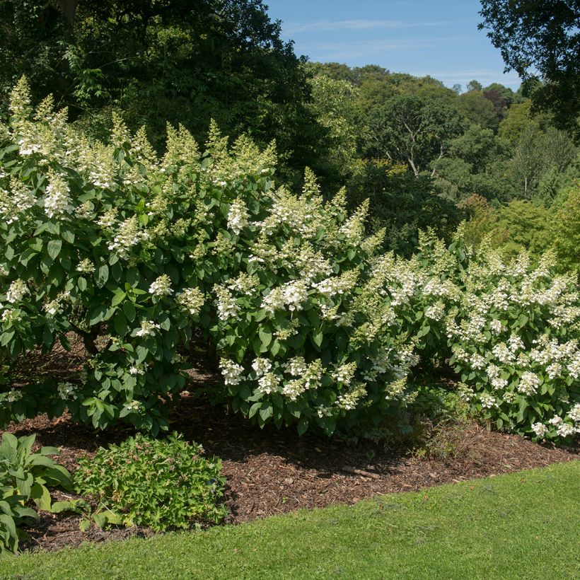 Rispenhortensie Tardiva - Hydrangea paniculata (Hafen)