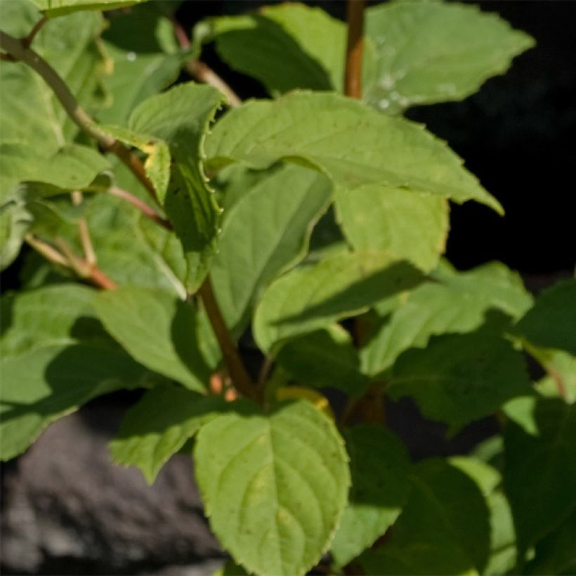 Rispenhortensie White Moth - Hydrangea paniculata (Laub)