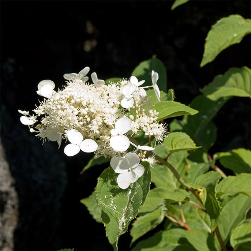 Rispenhortensie White Moth - Hydrangea paniculata (Blüte)