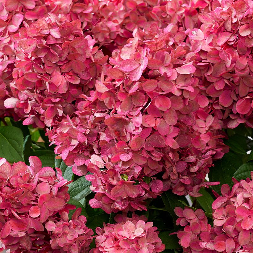 Rispenhortensie Bloody Marie - Hydrangea paniculata (Blüte)