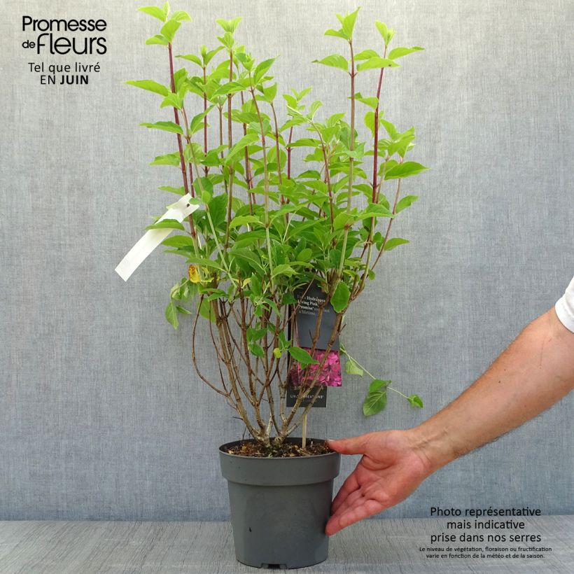 Exemplar von Rispenhortensie Living Pinky Promise - Hydrangea paniculata wie im Sommer geliefert