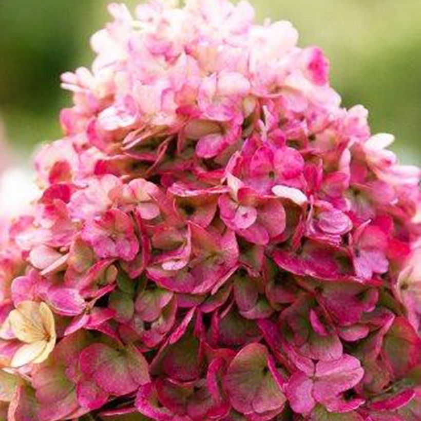 Rispenhortensie Living Pinky Promise - Hydrangea paniculata (Blüte)