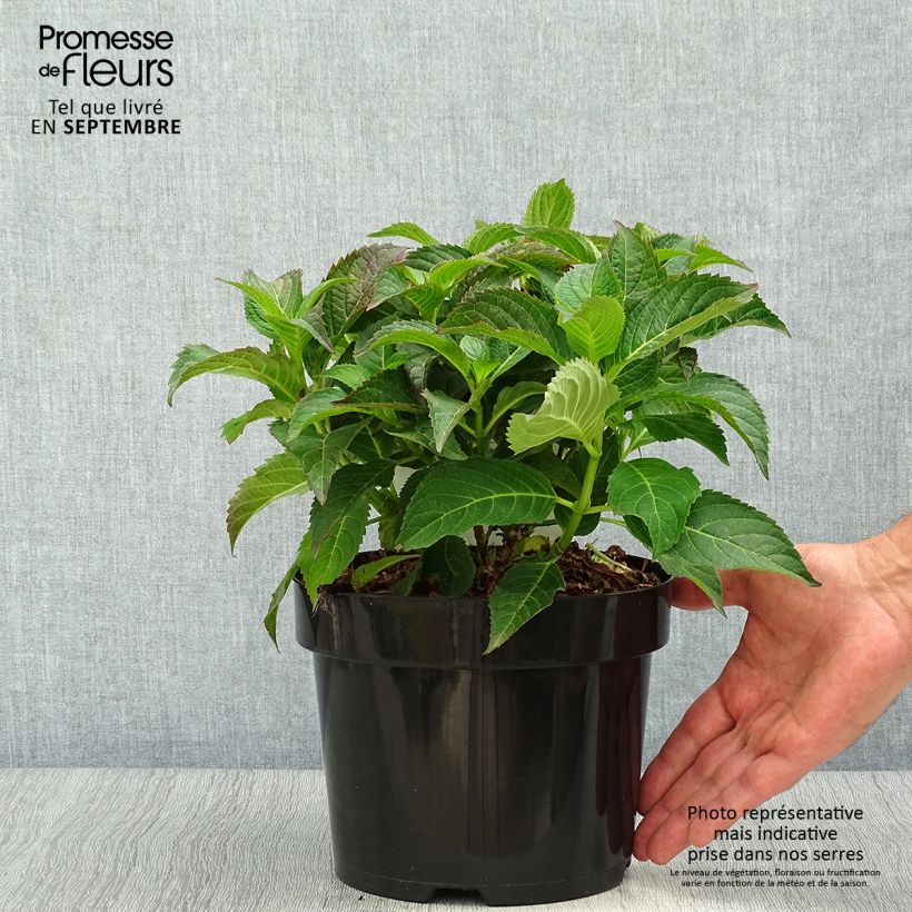 Exemplar von Hortensia serrata Annie's Blue Pot de 2L/3L wie im Herbst geliefert