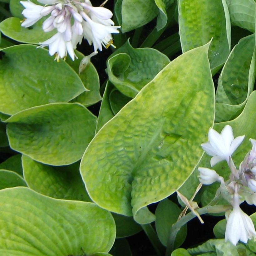 Hosta Abiqua Ariel - Garten-Funkie (Laub)