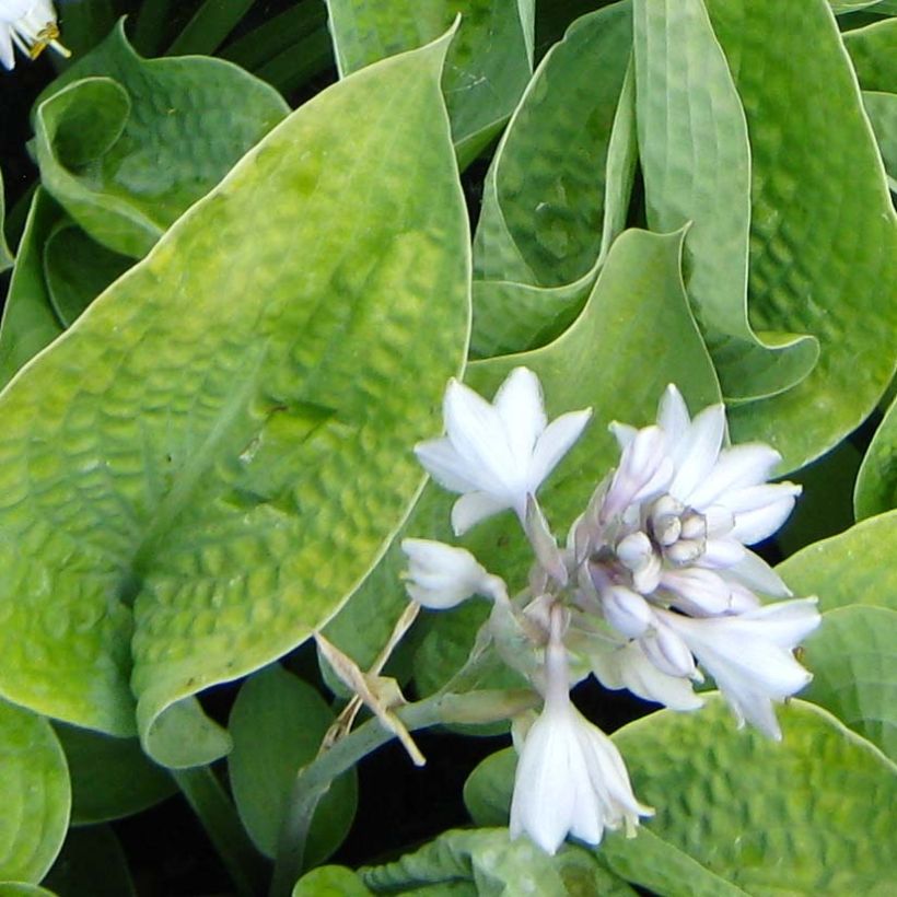 Hosta Abiqua Ariel - Garten-Funkie (Blüte)