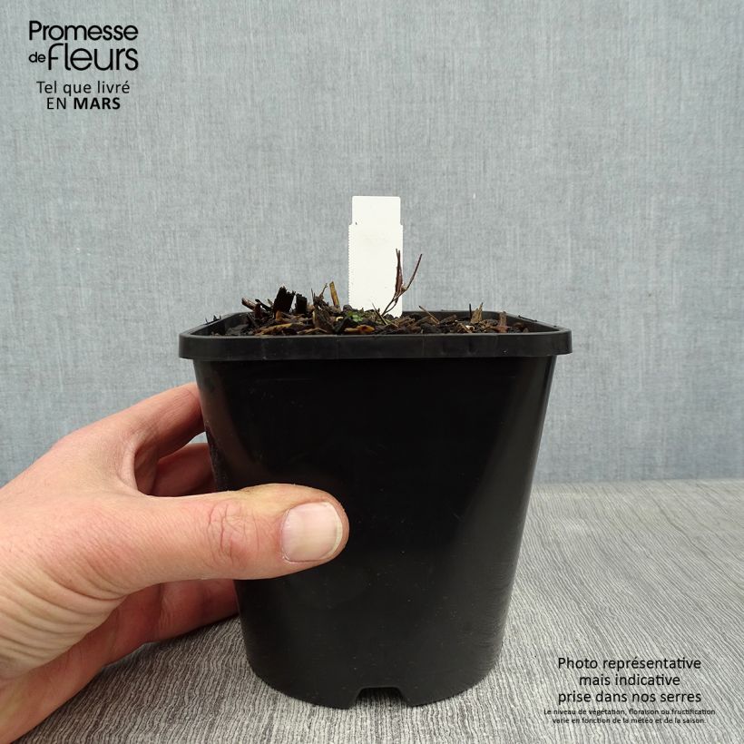 Exemplar von Hosta Amalia Pot de 1,5L/2L wie im Winter geliefert