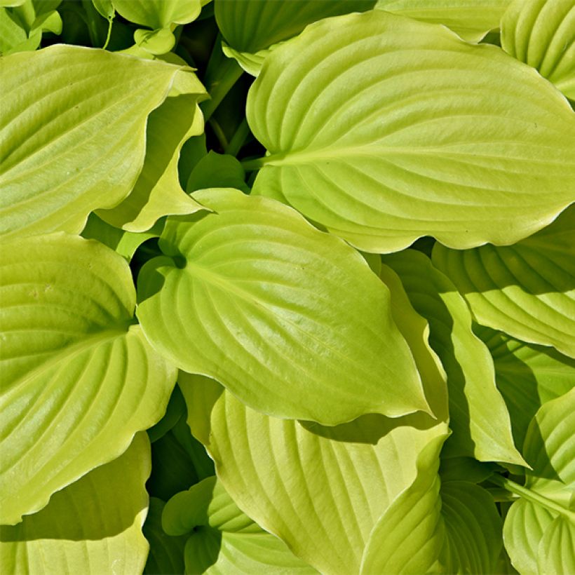 Hosta August Moon - Garten-Funkie (Laub)