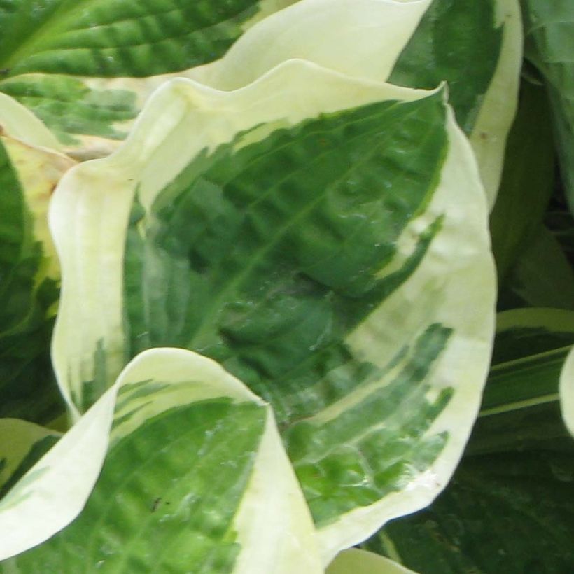 Hosta Austin Dickinson - Garten-Funkie (Laub)