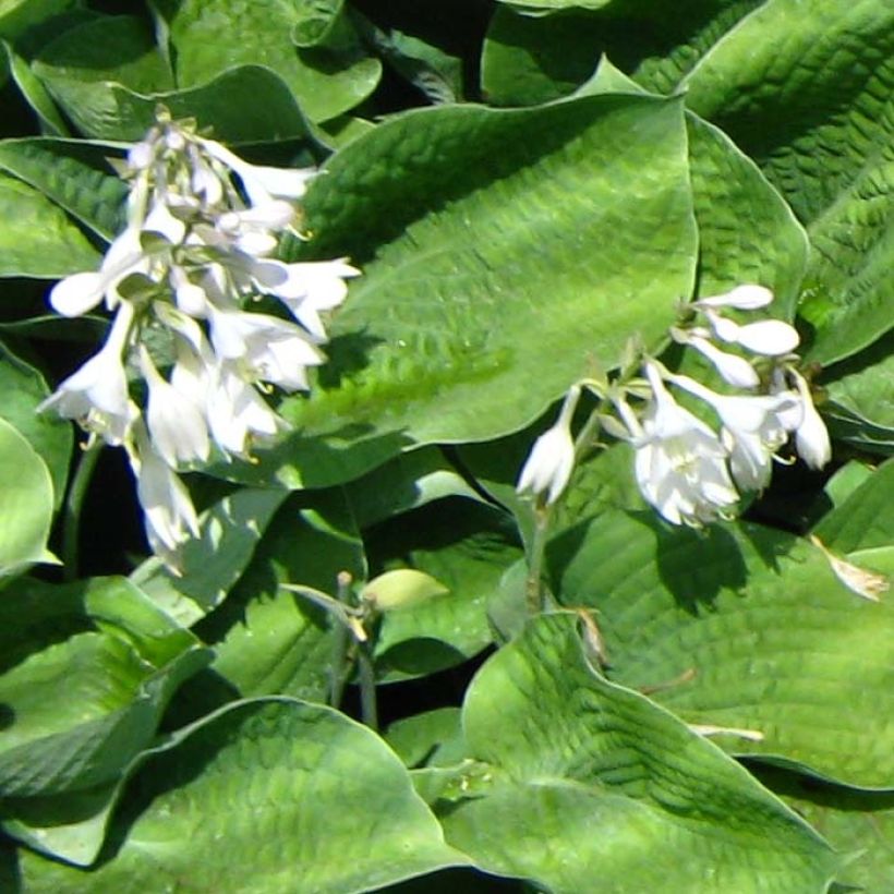 Hosta Big Mama - Garten-Funkie (Blüte)