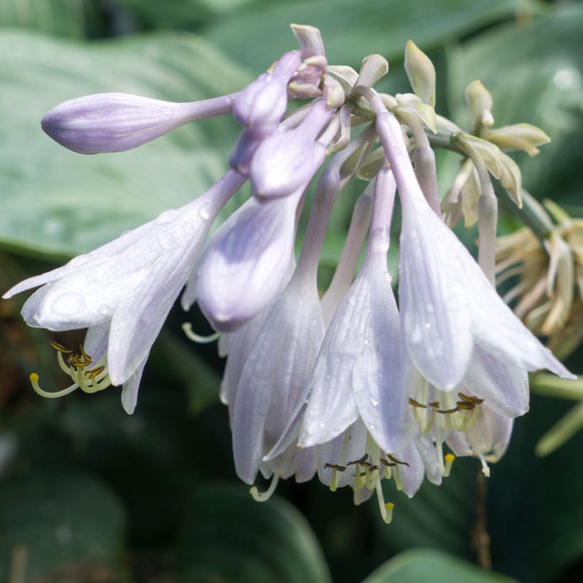 Hosta Hosta Blue Angel - Garten-Funkie (Blüte)