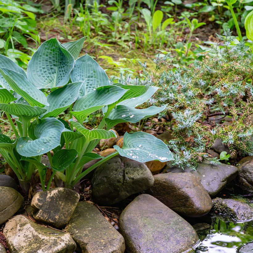 Hosta Hosta Blue Angel - Garten-Funkie (Hafen)