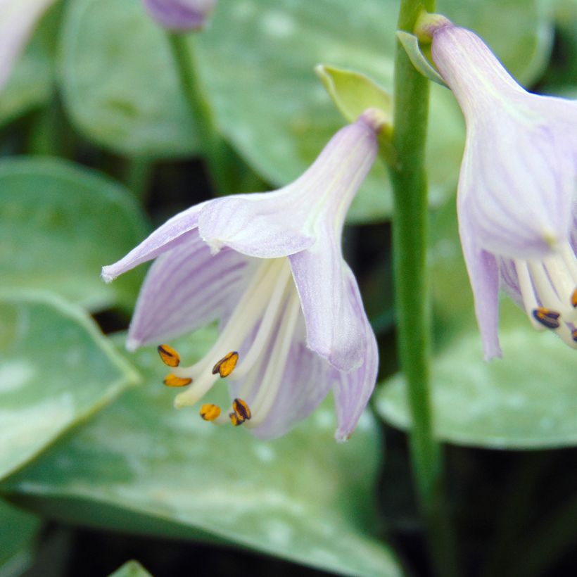 Hosta Blue Mouse Ears - Garten-Funkie (Blüte)