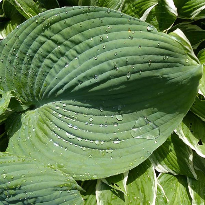 Hosta Blue Umbrellas - Garten-Funkie (Laub)