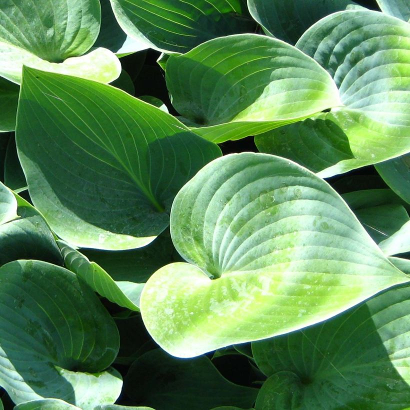 Hosta Canadian Blue - Garten-Funkie (Laub)