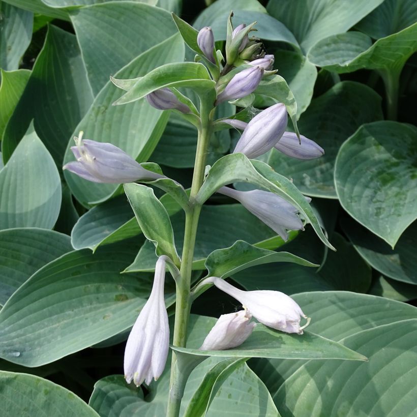 Hosta Canadian Blue - Garten-Funkie (Blüte)