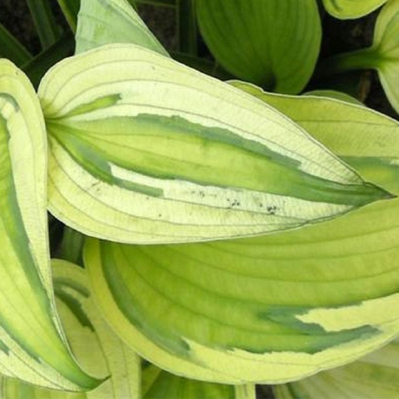 Hosta Captain’s Adventure - Garten-Funkie (Laub)