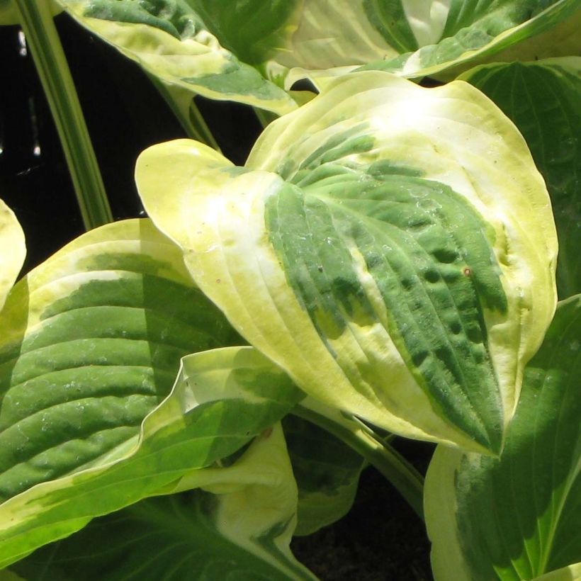 Hosta Carnival - Garten-Funkie (Laub)