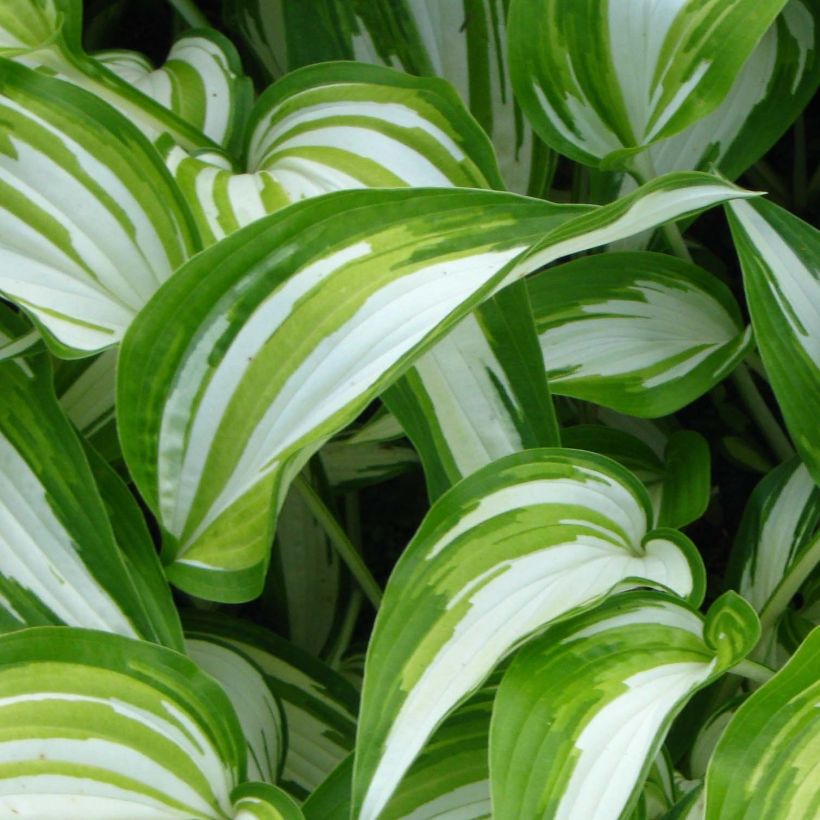 Hosta Cascades - Garten-Funkie (Laub)