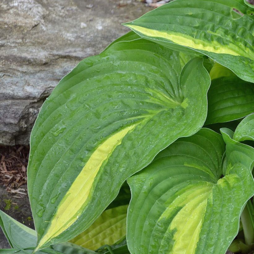 Hosta Center Of Attention - Garten-Funkie (Laub)