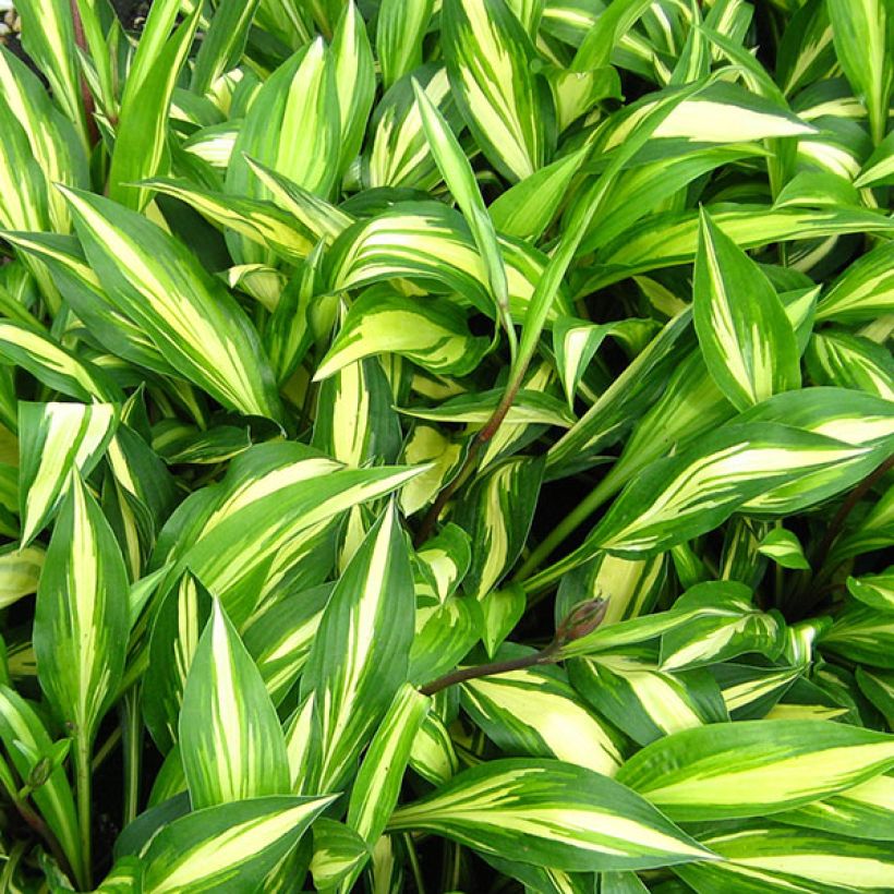 Hosta Cherry Berry - Garten-Funkie (Laub)