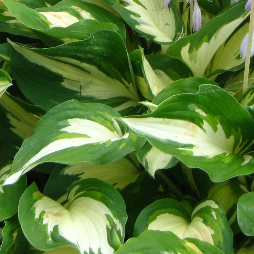 Hosta Christmas Candy - Garten-Funkie (Laub)