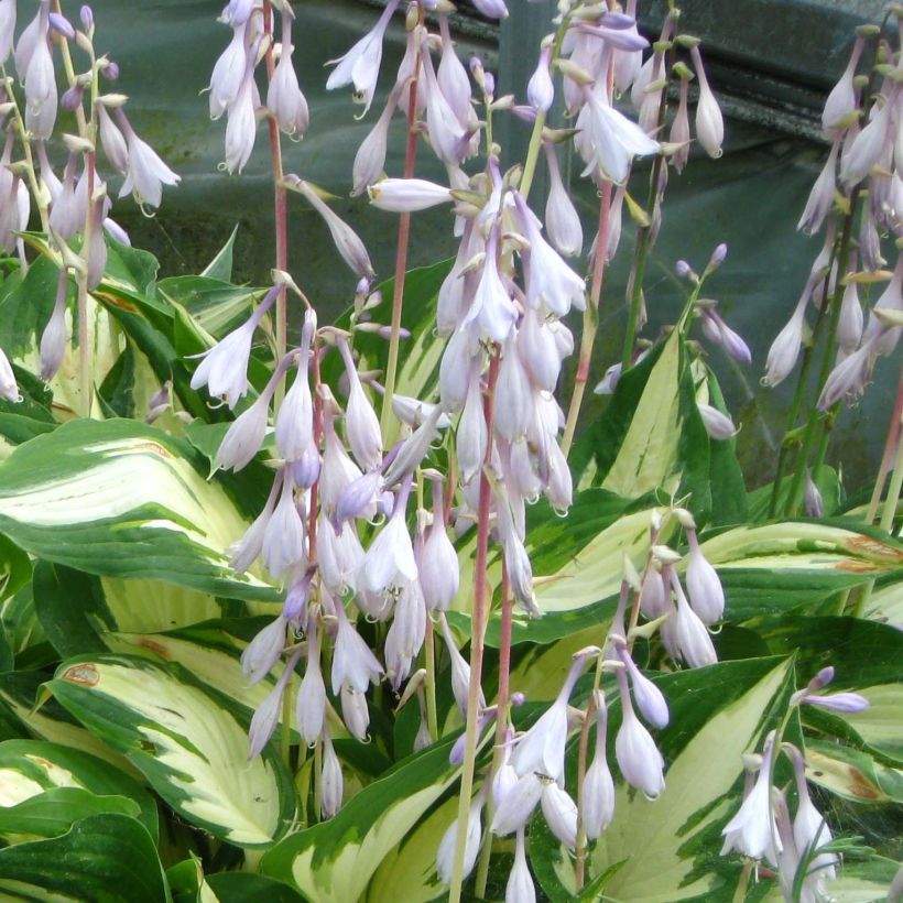 Hosta Christmas Candy - Garten-Funkie (Blüte)