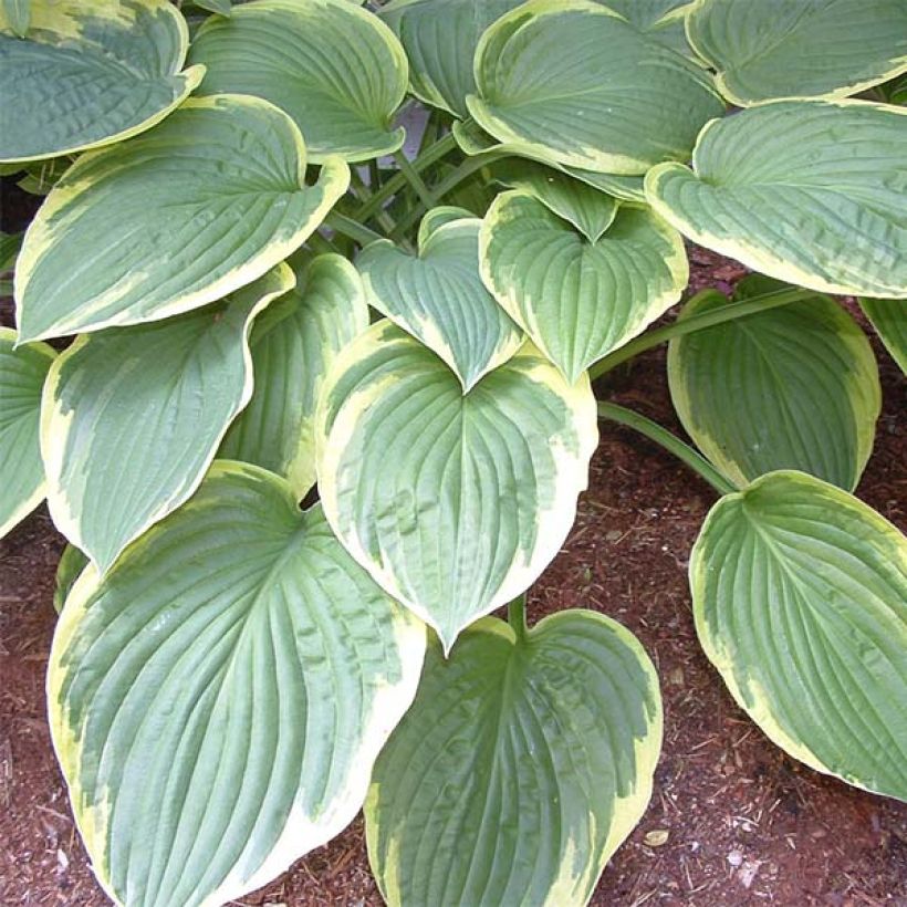 Hosta Christmas Tree - Garten-Funkie (Laub)