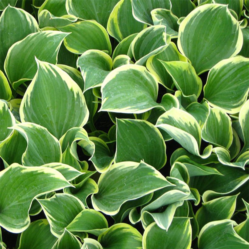 Hosta Clifford's Forest Fire - Garten-Funkie (Laub)