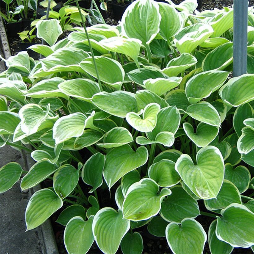 Hosta Clifford's Forest Fire - Garten-Funkie (Hafen)