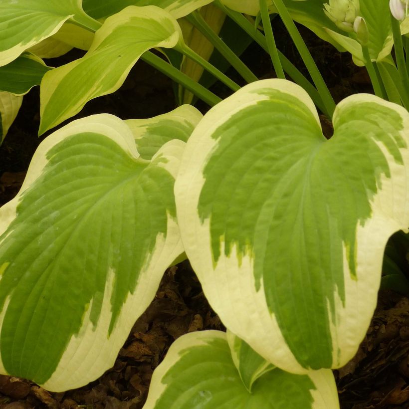 Hosta Delta Dawn - Garten-Funkie (Laub)