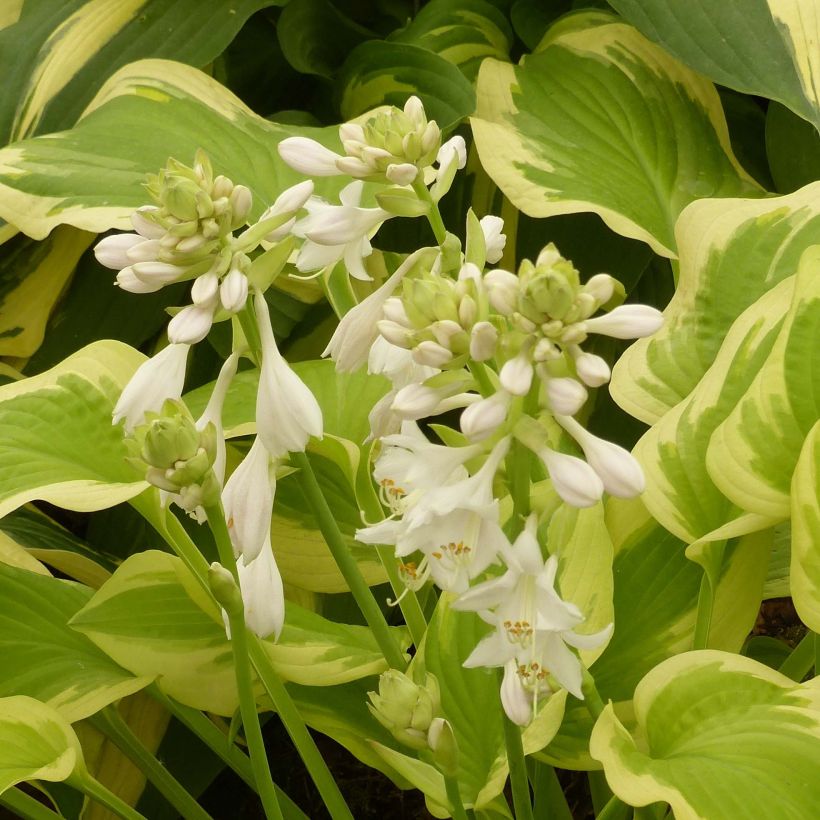 Hosta Delta Dawn - Garten-Funkie (Blüte)