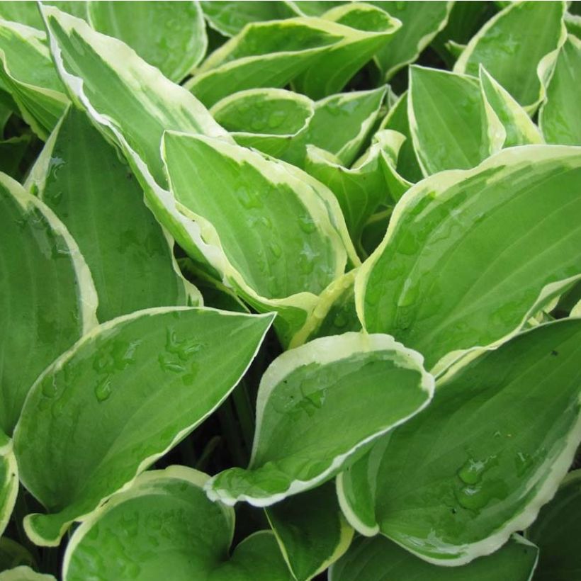 Hosta Diamond Tiara - Garten-Funkie (Laub)