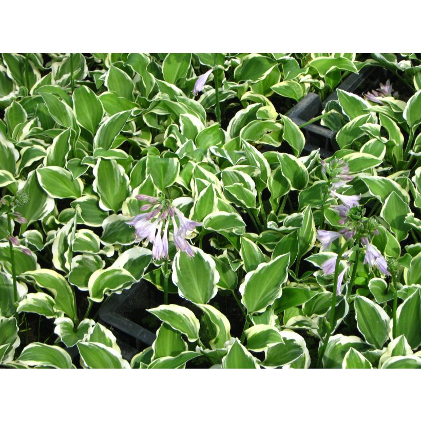 Hosta Diamond Tiara - Garten-Funkie (Blüte)