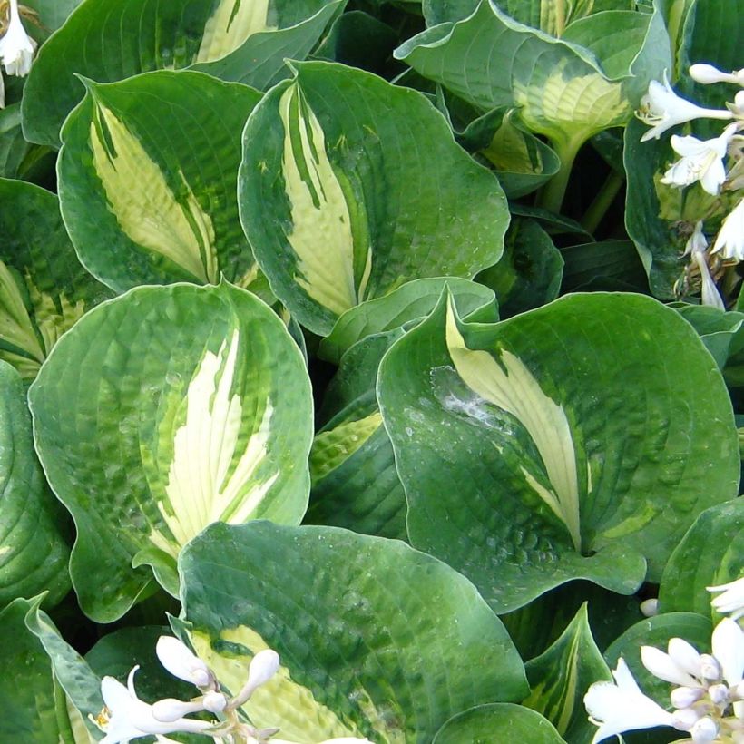 Hosta Dream Queen - Garten-Funkie (Laub)