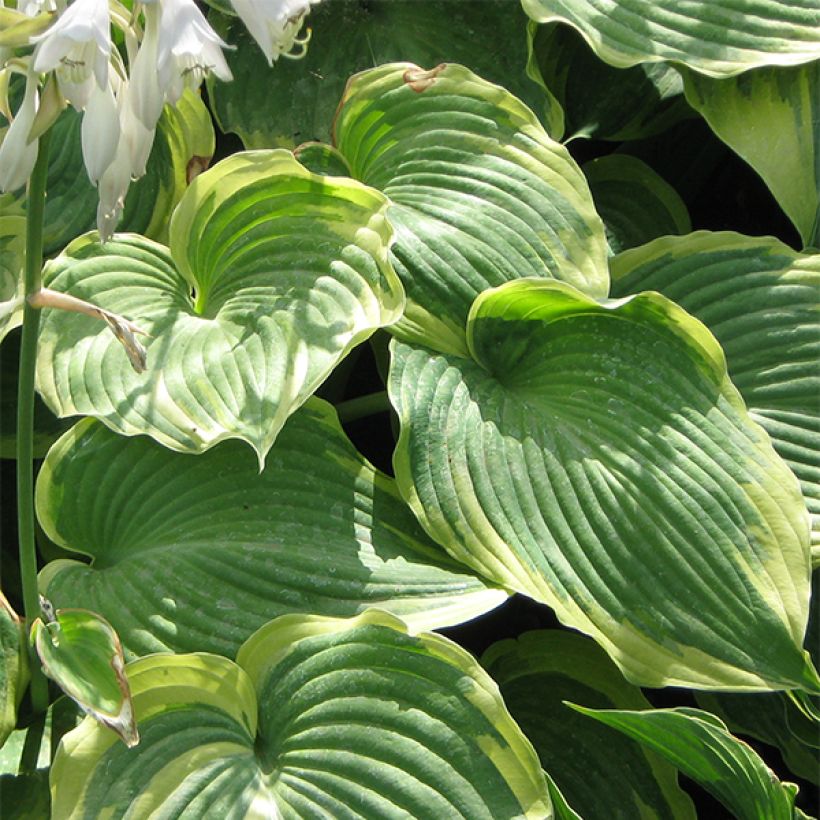 Hosta Earth Angel - Garten-Funkie (Laub)