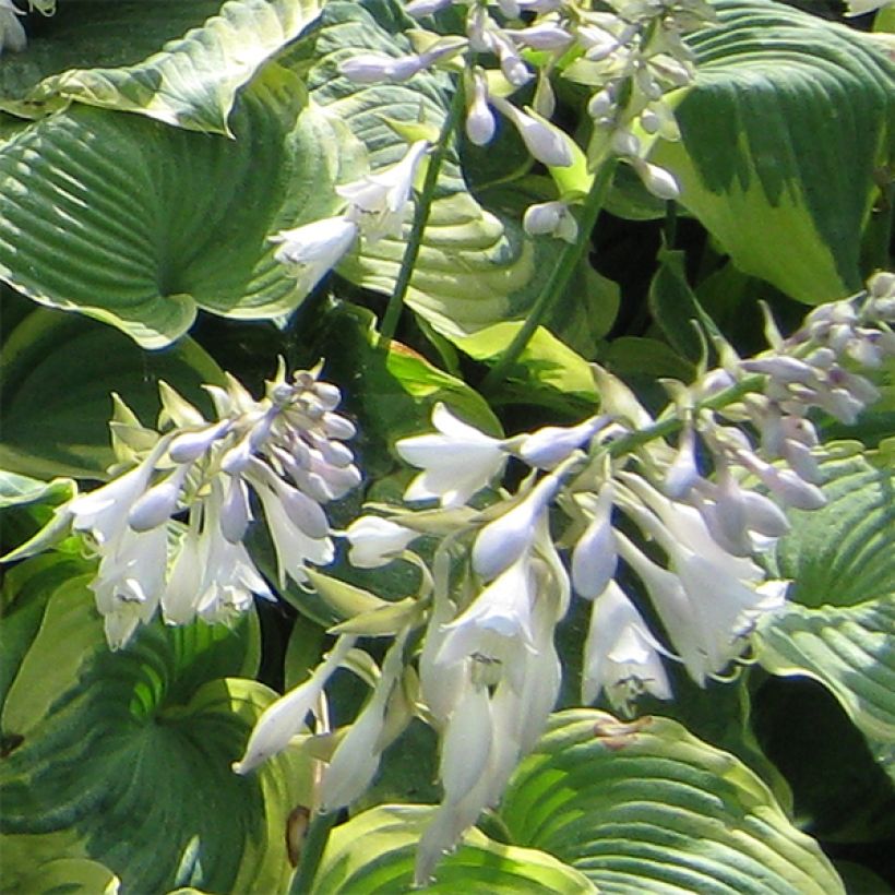 Hosta Earth Angel - Garten-Funkie (Blüte)