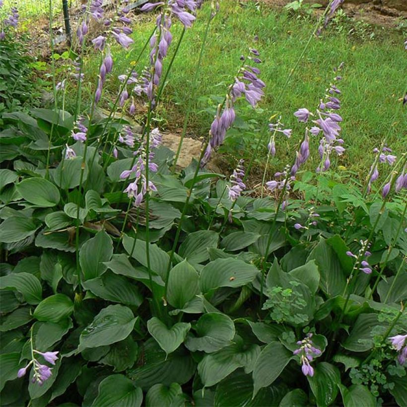 Hosta Elisabeth - Garten-Funkie (Laub)