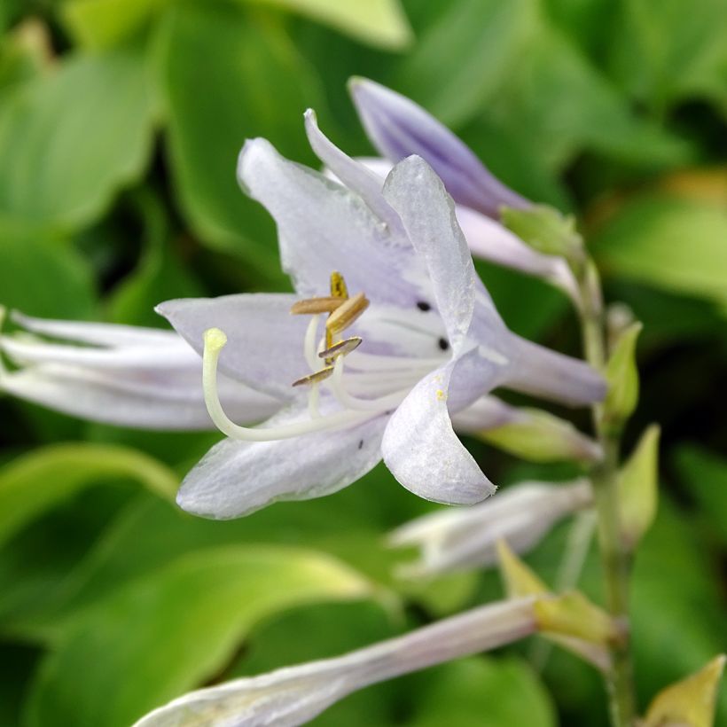 Hosta Elisabeth - Garten-Funkie (Blüte)