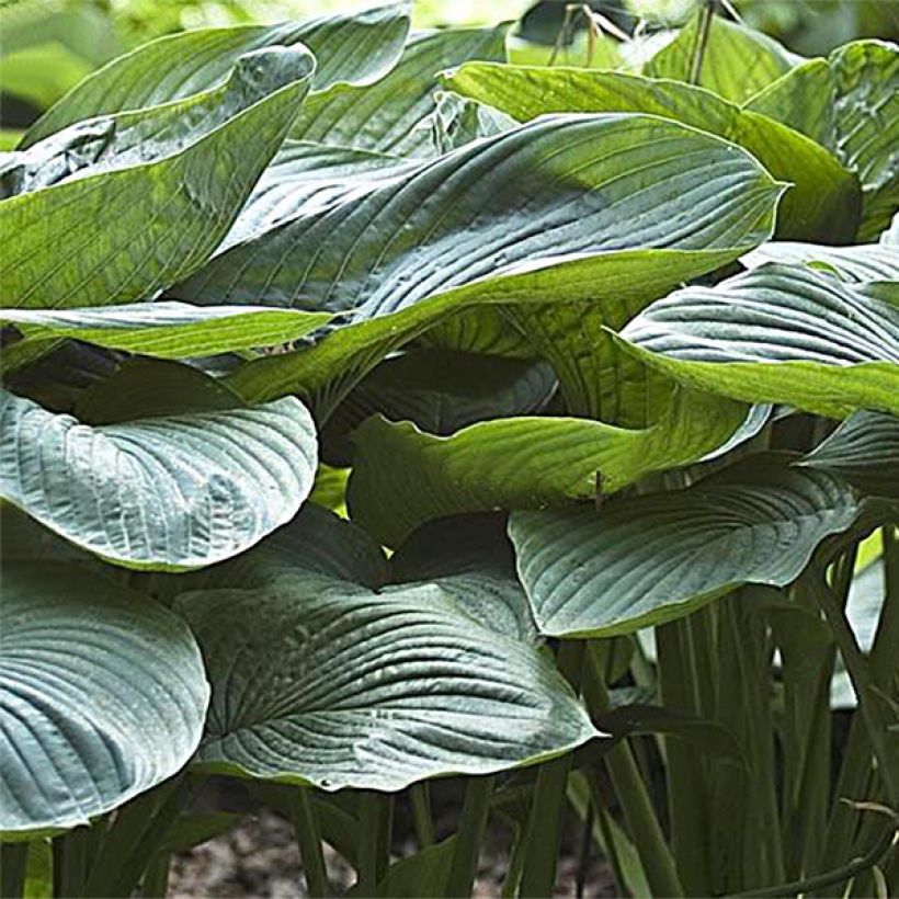 Hosta Empress Wu - Garten-Funkie (Laub)