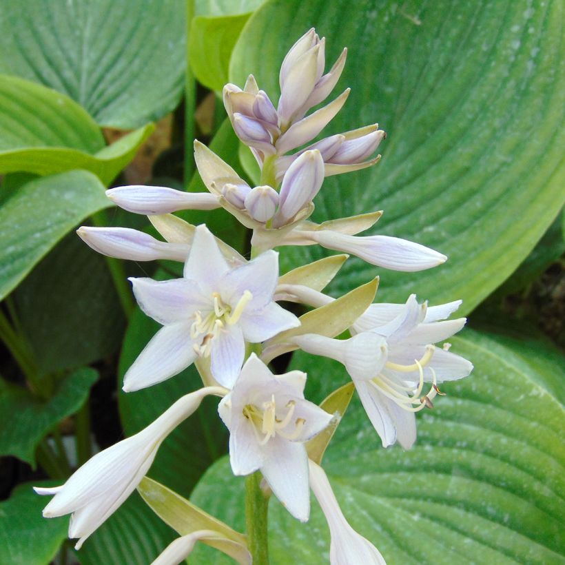 Hosta Empress Wu - Garten-Funkie (Blüte)