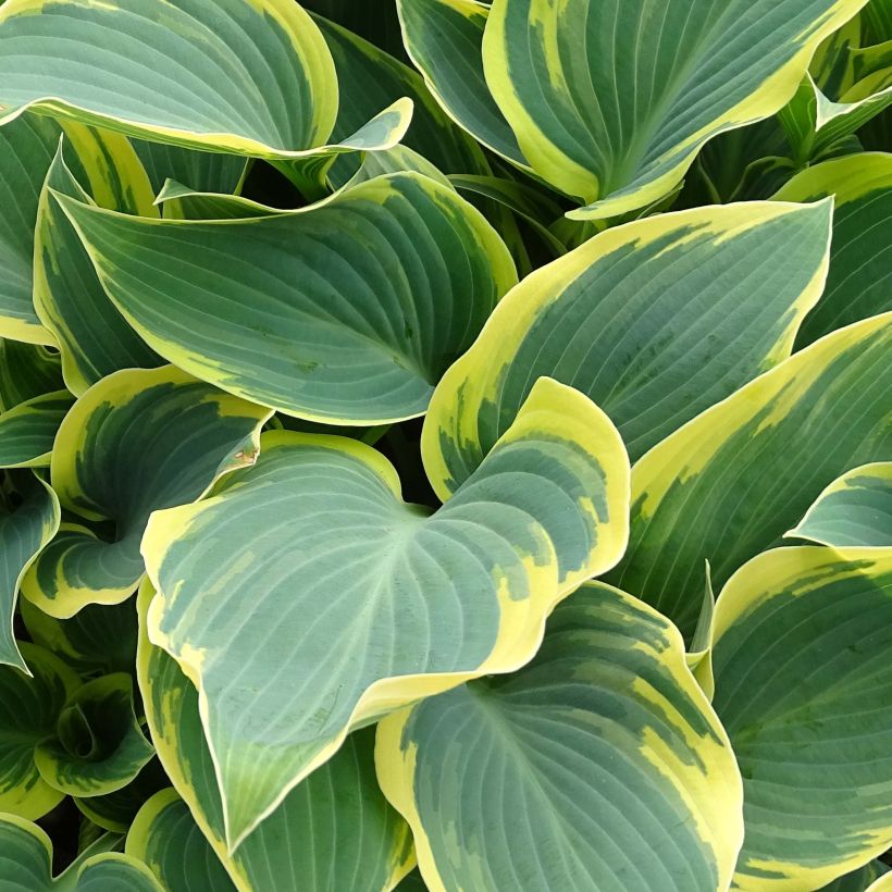 Hosta First Frost - Garten-Funkie (Laub)