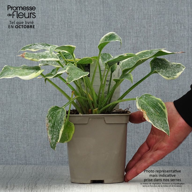 Exemplar von Hosta First Frost Pot de 2L/3L wie im Herbst geliefert