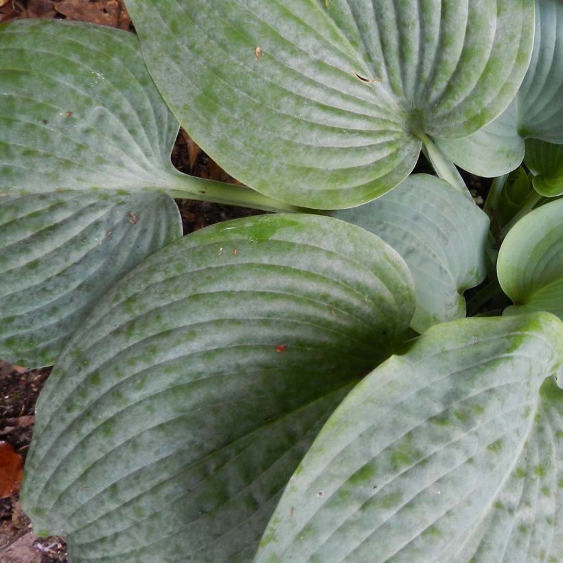 Hosta Fragrant Blue - Garten-Funkie (Laub)